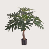 Philodendron selloum plant Green D85 H80