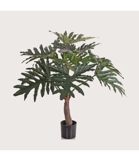 Philodendron Selloum Plant Green D85 H80