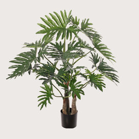 Philodendron selloum maxi Green D130 H120 Green D130 H120