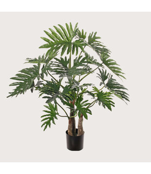 Philodendron Selloum Maxi Groen H120 D130