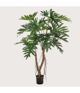 Philodendron Selloum on Stem With Tree Roots Green H140 D110