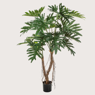 Philodendron Selloum op Stam Met Boomwortels Groen H140 D110