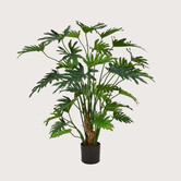 Philodendron Xanadu Groen H80 D85