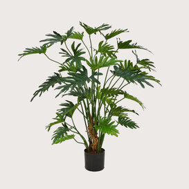 Philodendron Xanadu Groen H80 D85