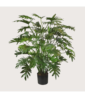 Philodendron Xanadu Groen H110 D80