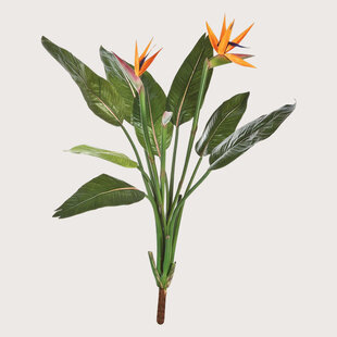 Strelitzia Plug Orange H100