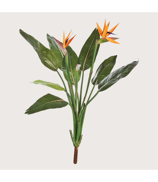 Strelitzia Steker Groen / Oranje H100