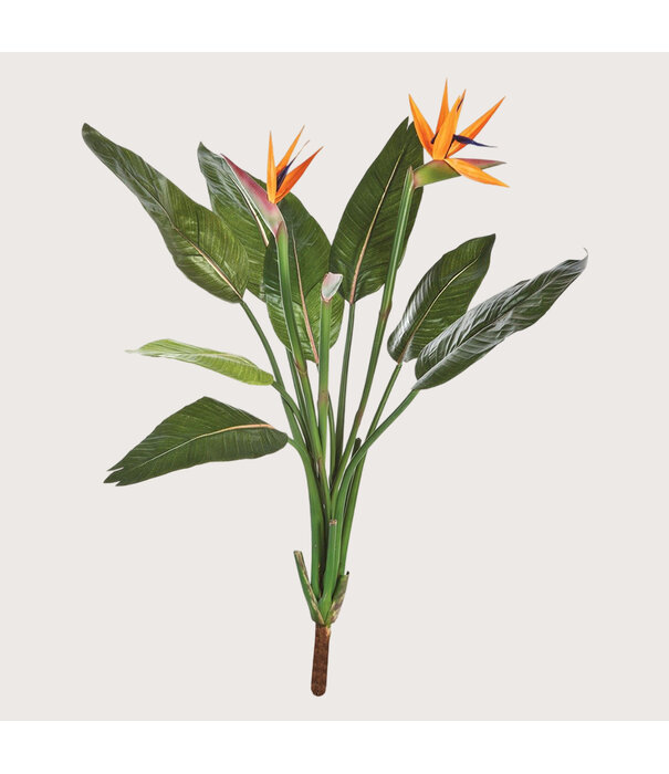Strelitzia Steker Groen / Oranje H100