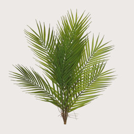 Areca Palm Plug Green H60