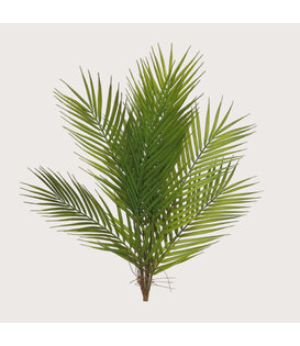 Areca Palm Plug Green H60