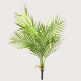 Areca palm Steker Green H91
