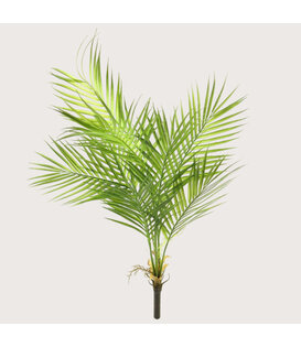 Areca palm Steker Green H91