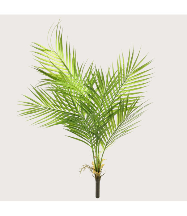 Areca palm Steker Groen H91