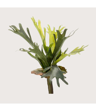 Stag Horn Plug Green H38