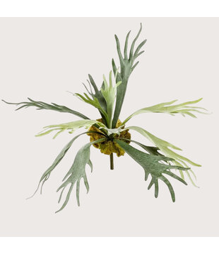 Stag Horn Plug Green H50