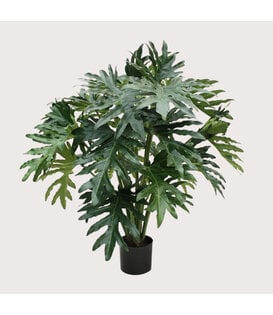 Philodendron Selloum Green H100 D95