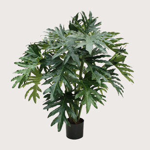 Philodendron Selloum Groen H100 D95