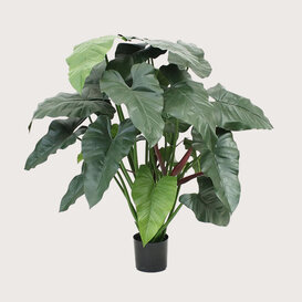 Philodendron Deluxe Groen H120 D95