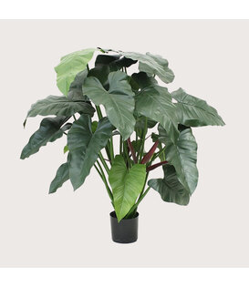 Philodendron XL Deluxe Groen H120 D95