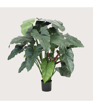 Philodendron XL Deluxe Green H120 D59