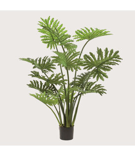 Philodendron Green H125 D120