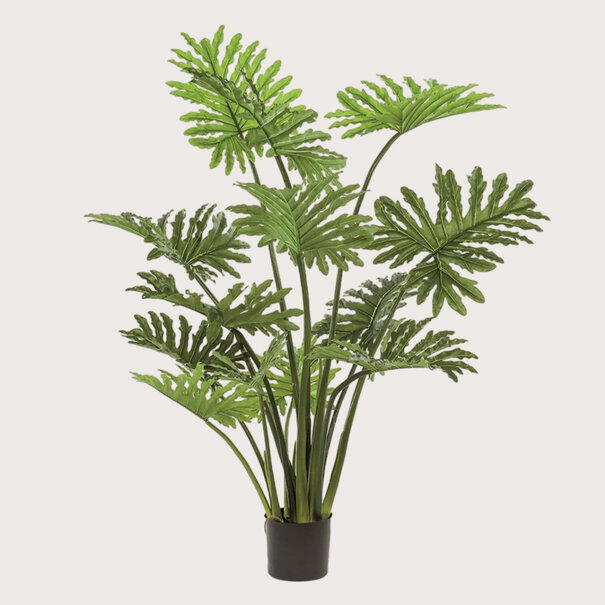 Philodendron Green H125 D120