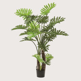 Philodendron on stem Green H180 D130