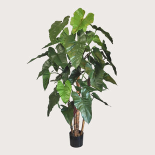 Philodendron deluxe Green H170