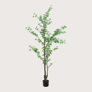 Tropaeolum Groen H185 D75