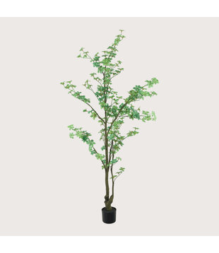 Tropaeolum Groen H185 D75