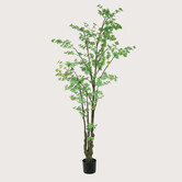 Tropaeolum Groen H245 D90