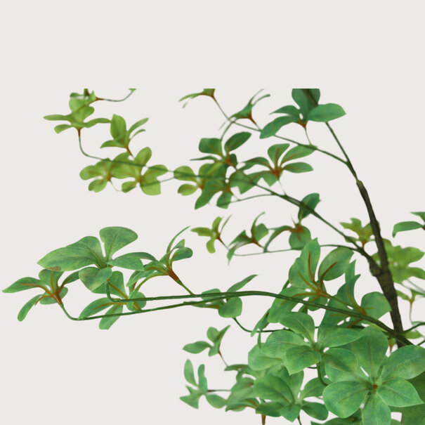 Tropaeolum Green H245 D90
