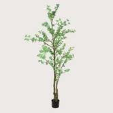 Tropaeolum Groen H210 D85