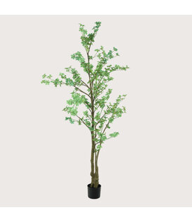 Tropaeolum Green H210 D85