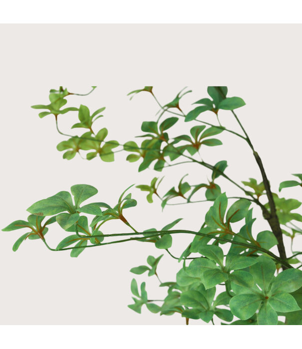Tropaeolum Green H210 D85
