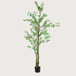 Tropaeolum Green H270 D120