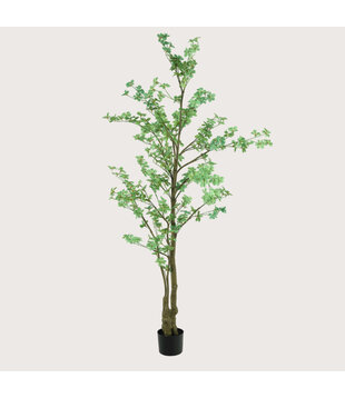 Tropaeolum Groen H270 D120