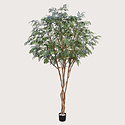 Murraya Deluxe tree Green D210 H325