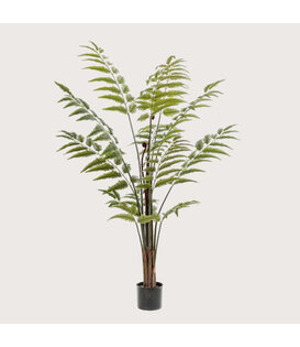 Fern Palm Green H150 D120