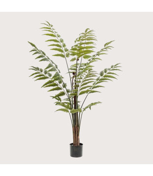 Fern Palm Green H150 D120
