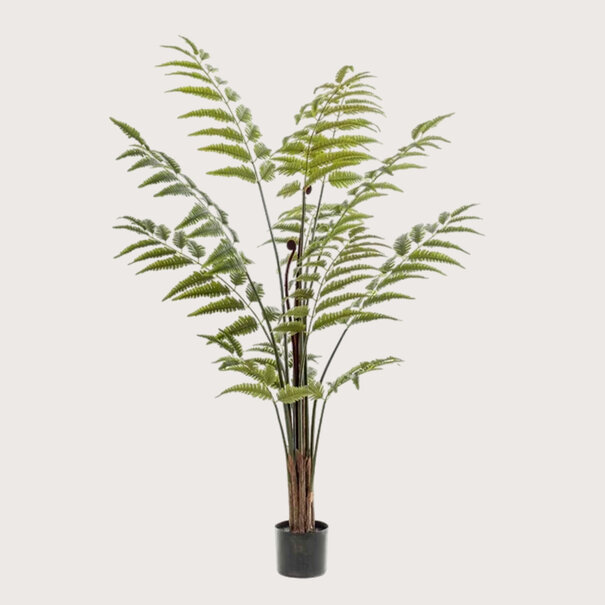 Fern palm Green H150