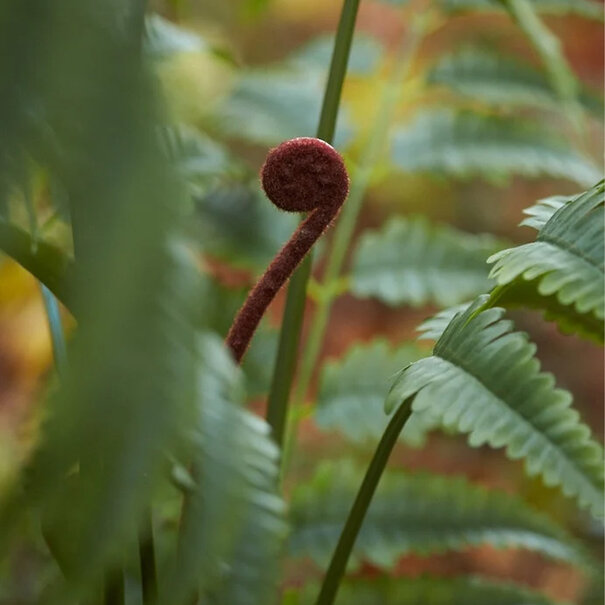 Fern Palm Green H150 D120