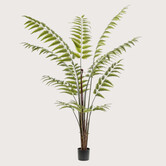 Varen Palm Groen H180 D140