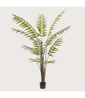 Fern Palm Green H180 D140