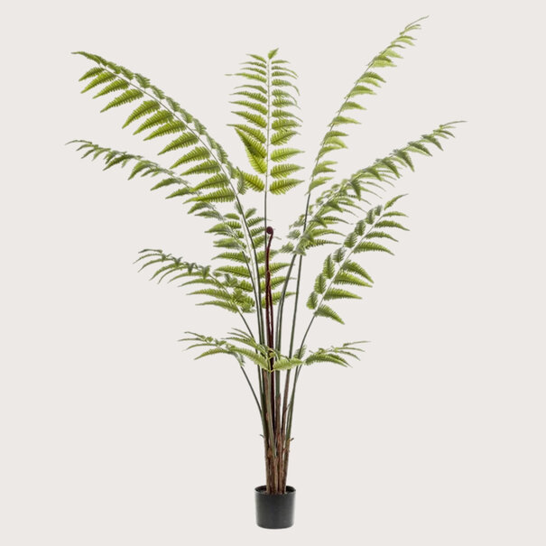 Fern palm Green H180