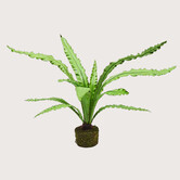 Asplenium Varen Groen H149