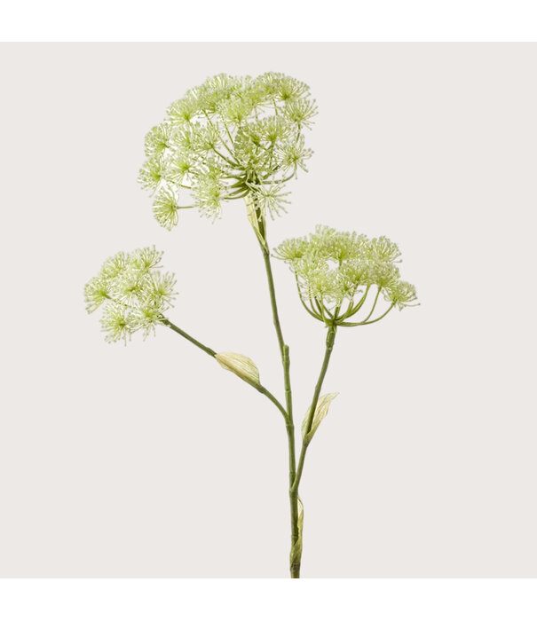 Heracleum White H105