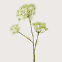 Heracleum Wit H10