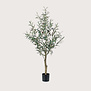 Olive Tree Green H115