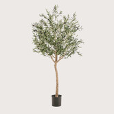 Olive Tree Green H180 D110